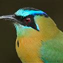 Momoto Comun o Pajaro Bobo