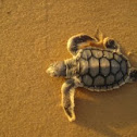 Flatback sea turtle