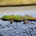 Gold-dust day gecko