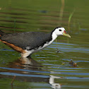 White breasted Waterhen