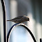 pine siskin