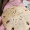 sand dollar