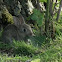 European Rabbit