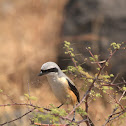 Long-tailed Shrike