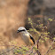 Long-tailed Shrike