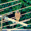 Roadside Hawk (Gavião Carijó)