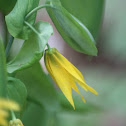 Bellwort