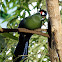 Hartlaub's Turaco