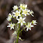 Common Star Lily