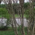 Woodpecker
