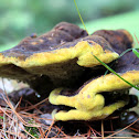 Velvet-top fungus