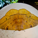 Monkey Moth