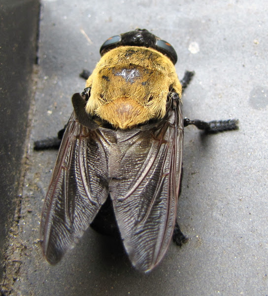 Squirrel bot fly Project Noah