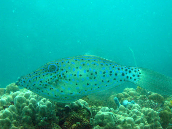 Spotting Image 1