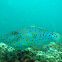 Scribbled filefish