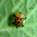 Orange Tortoise Beetle