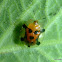 Orange Tortoise Beetle