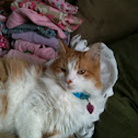 Medium-haired cat