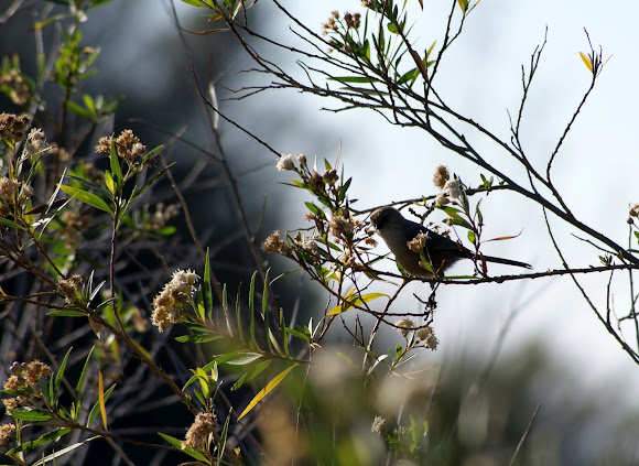 Spotting Image 1