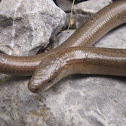 Slow Worm, sljepić