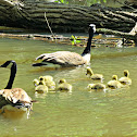 Canada Goose