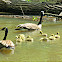 Canada Goose