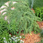 Dwarf weeping larch