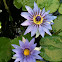 Nymphaea colorata