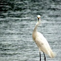 Snowy egret