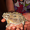 Lagarto cornudo