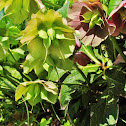 Hellebore