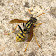 avispa papelera