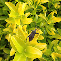 Leaf-footed bug
