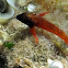 Tripterygion tripteronotus