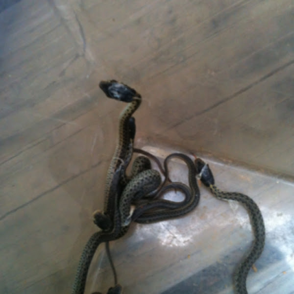 Eastern Garter Snake (Pregnant) Project Noah