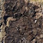 Clinker Polypore