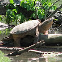 Common Snapping Turtle