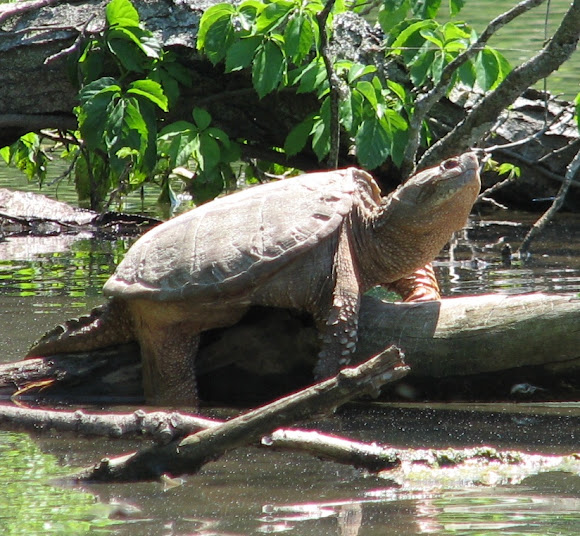 Spotting Image 1