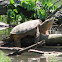 Common Snapping Turtle