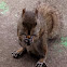 Eastern Gray Squirrel