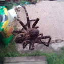 Fishing spider