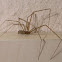 Marbled cellar spider