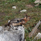 Golden-mantled Ground Squirrel