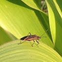 Eastern box elder bug
