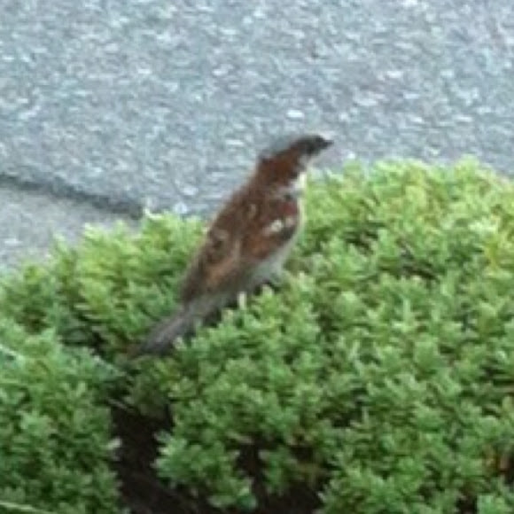 Spotting Image 1