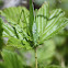 Katydid