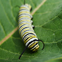 Monarch Butterfly Caterpillar