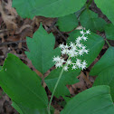 Canada Mayflower
