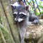 Racoon