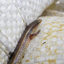 Common sun skink